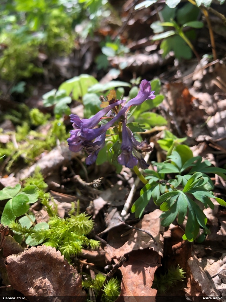 хохлатка плотная