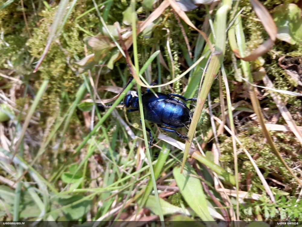 Zilā eļļas vabole