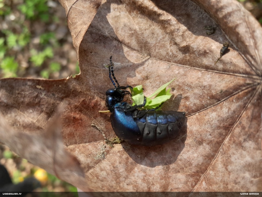 Zilā eļļas vabole
