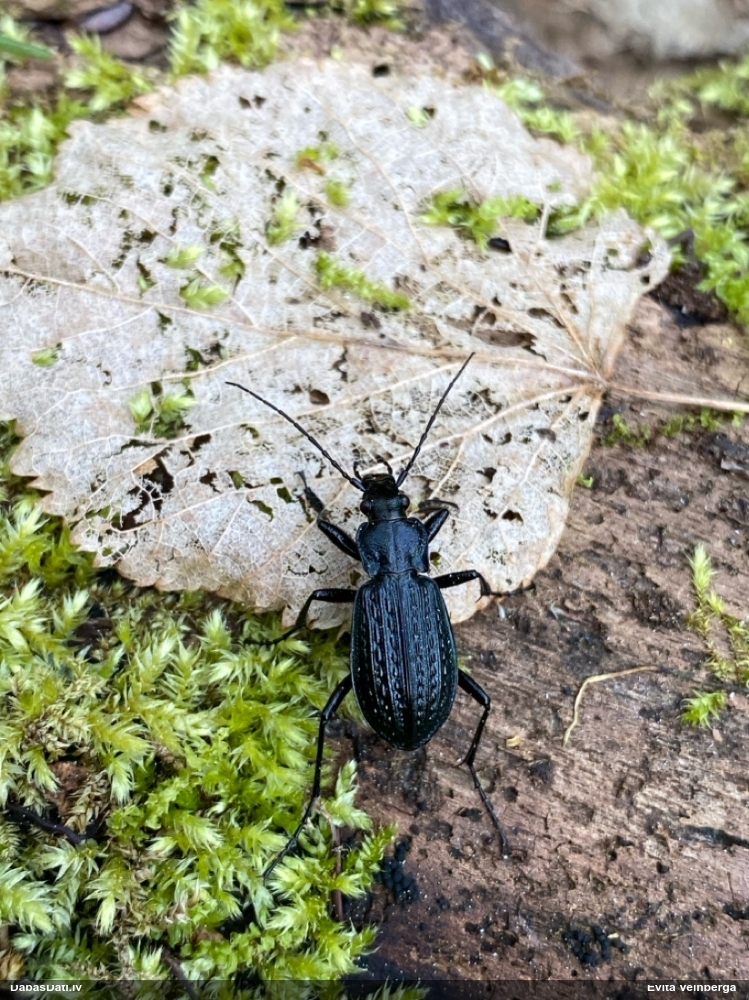 Skrejvabole Carabus granulatus