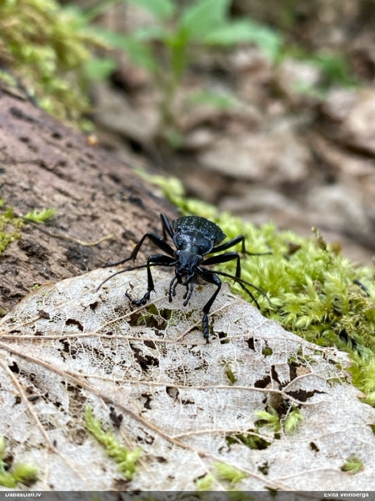 Skrejvabole Carabus granulatus