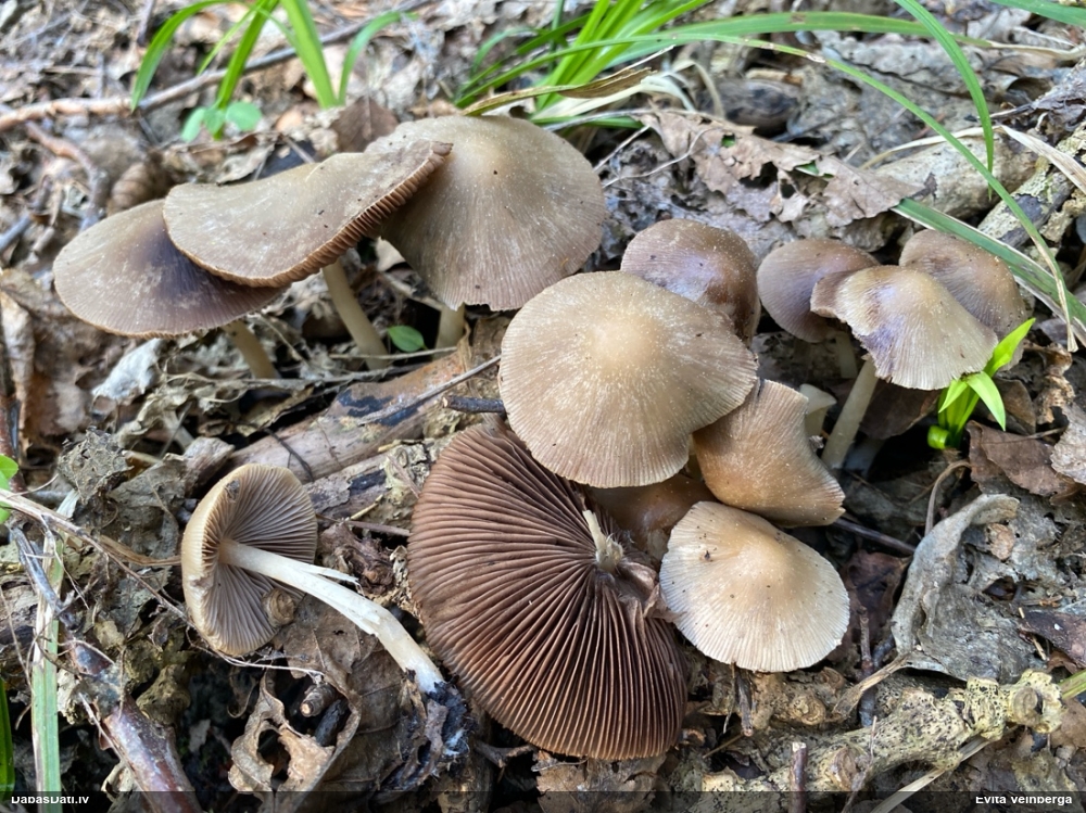 Spīgulīte (nenoteikta)