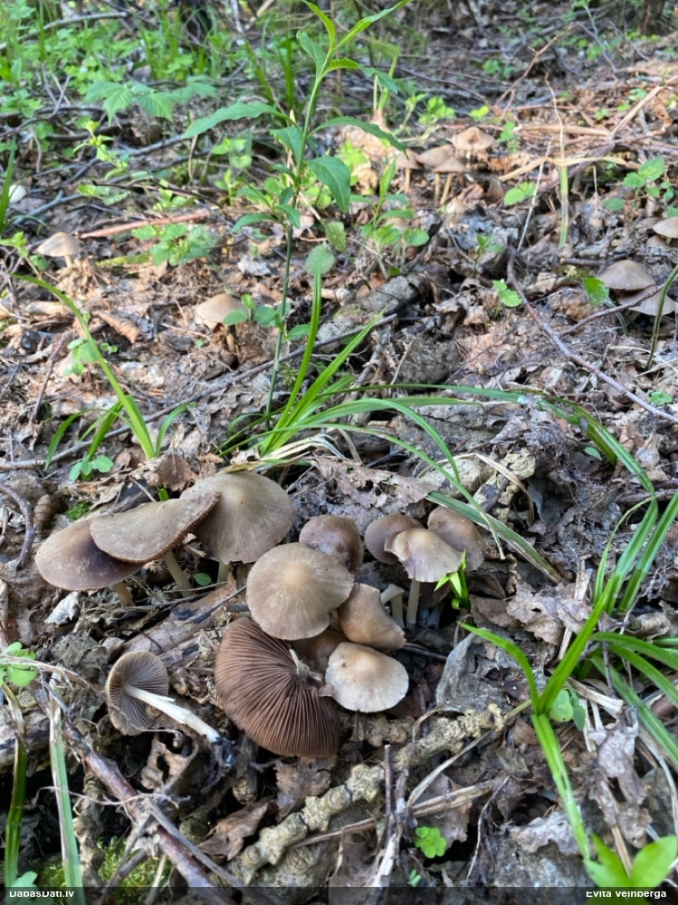 Spīgulīte (nenoteikta)