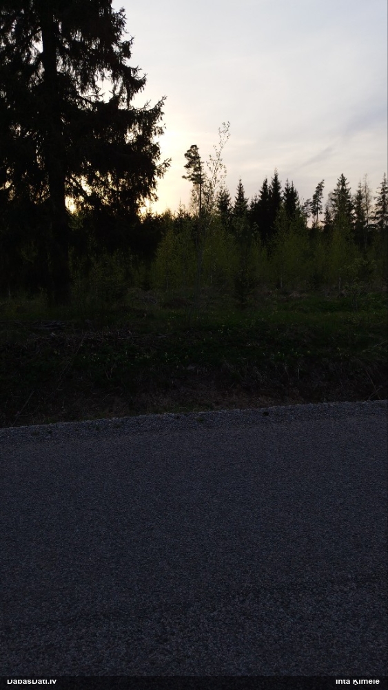 первоцвет весенний