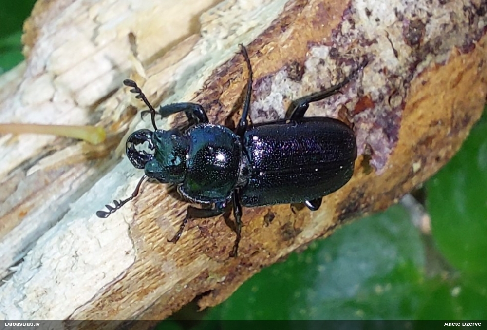 Praulenis Platycerus caprea