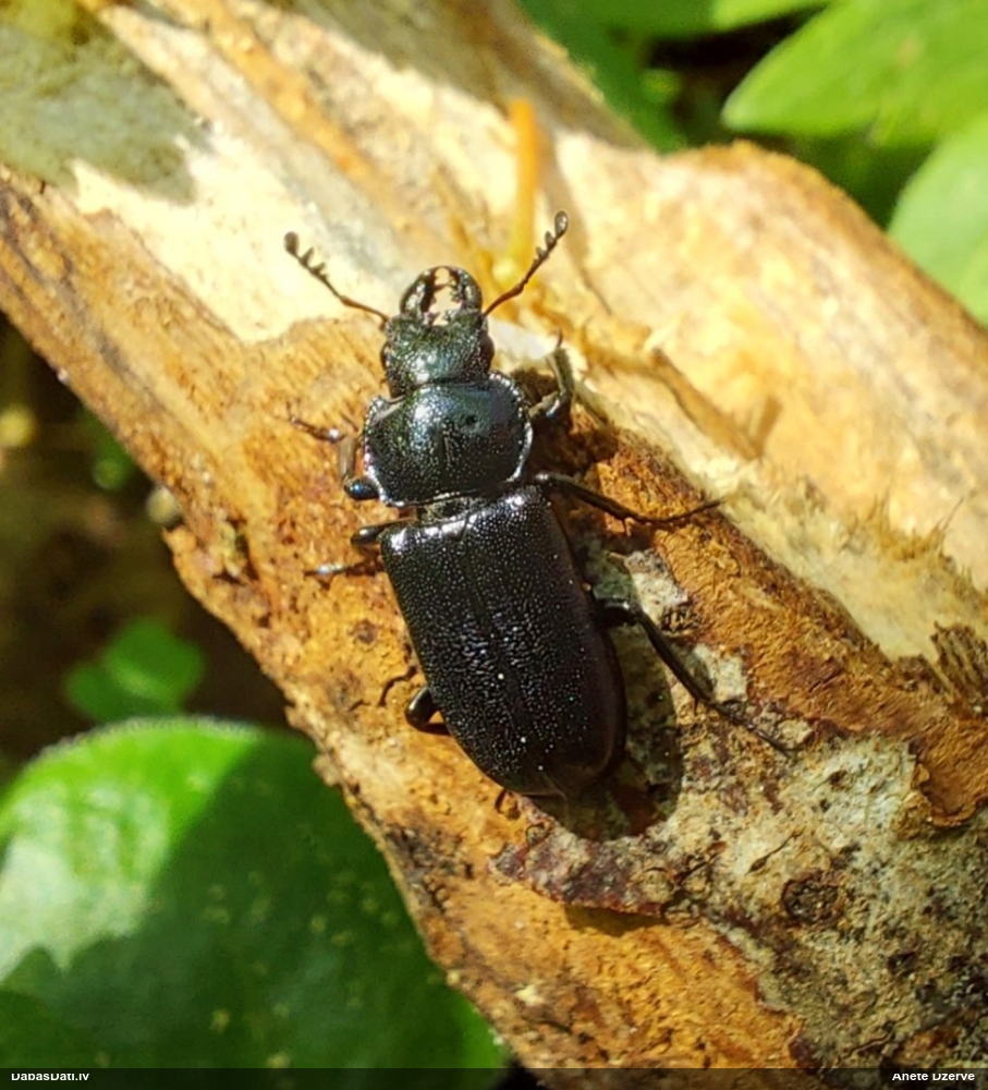 Praulenis Platycerus caprea