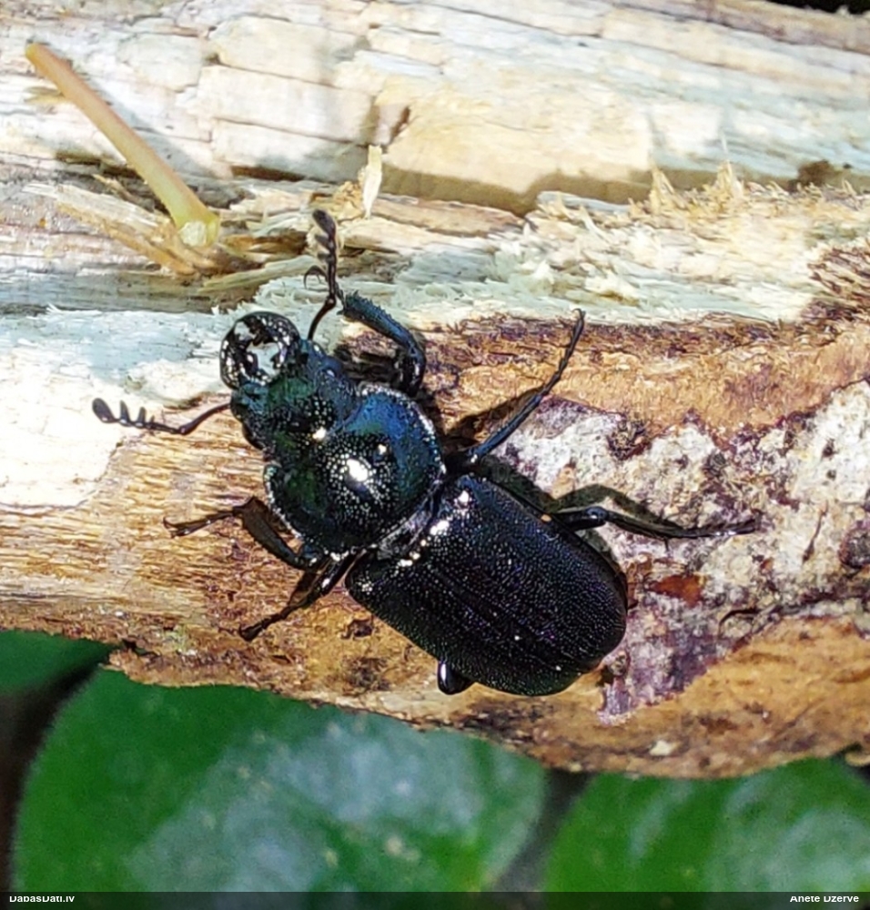 Praulenis Platycerus caprea