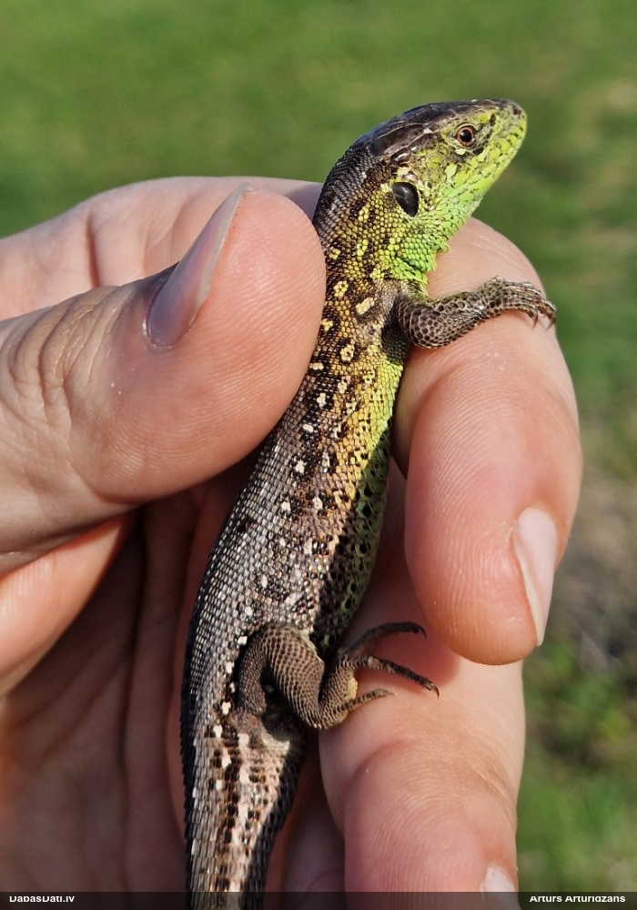 прыткая ящерица