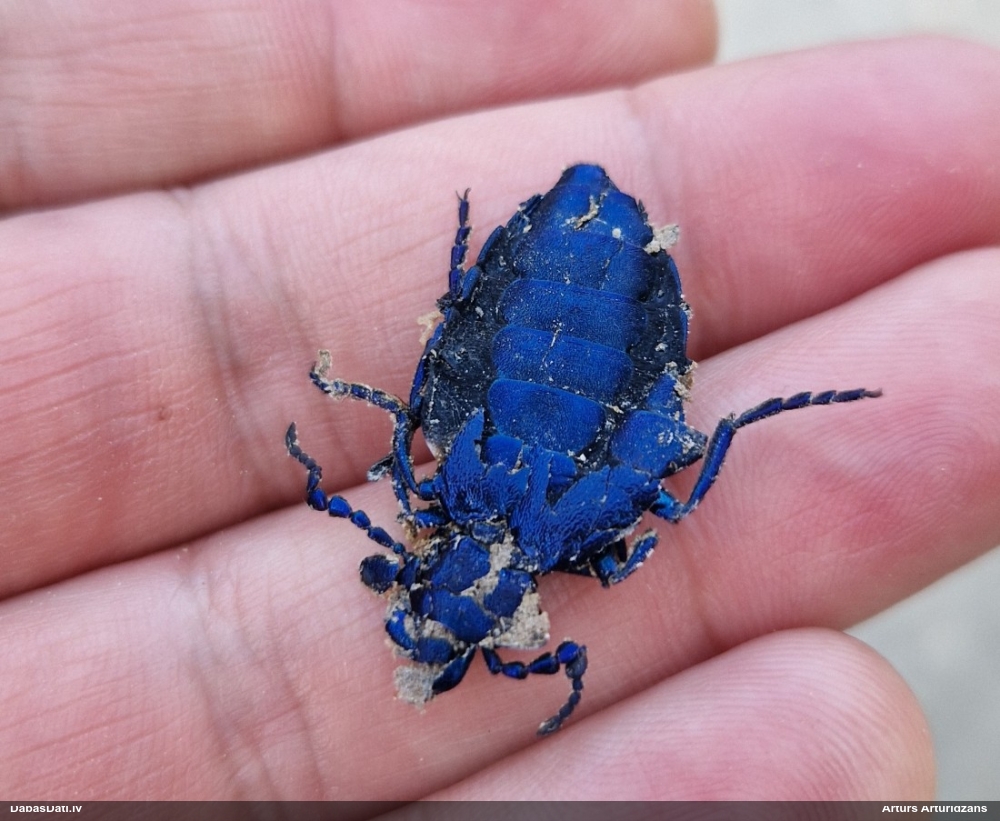 Zilā eļļas vabole