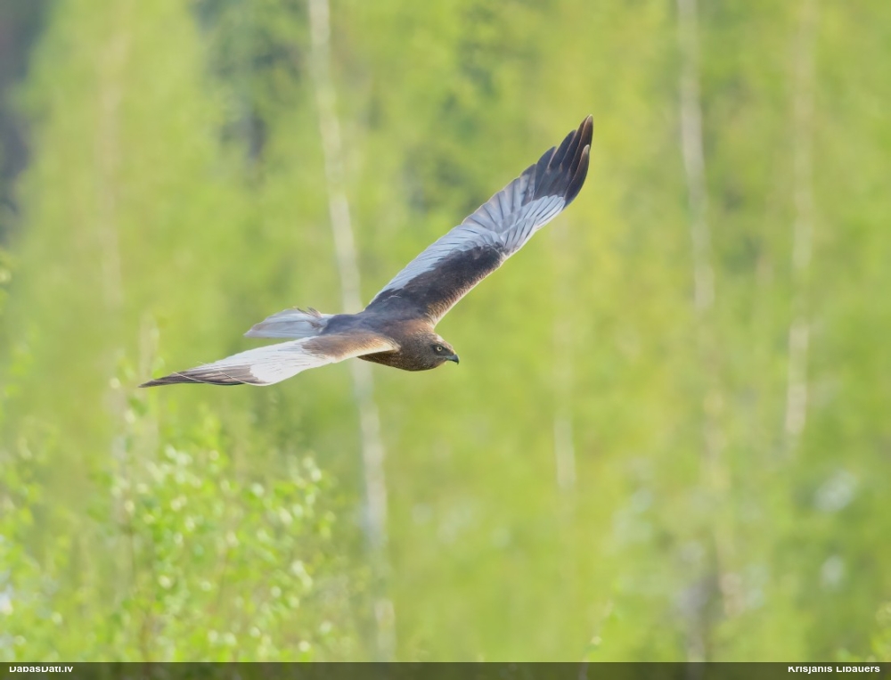 болотный лунь