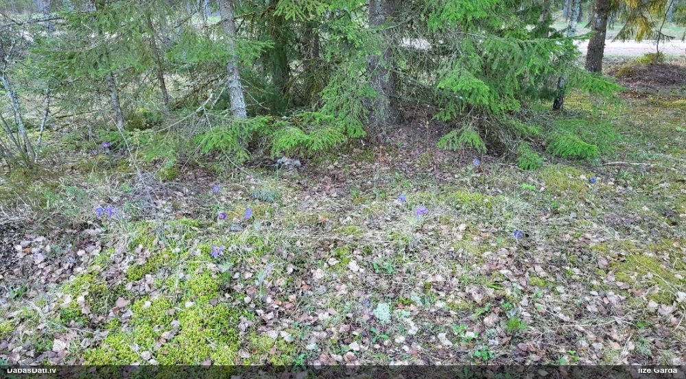 прострел раскрытый