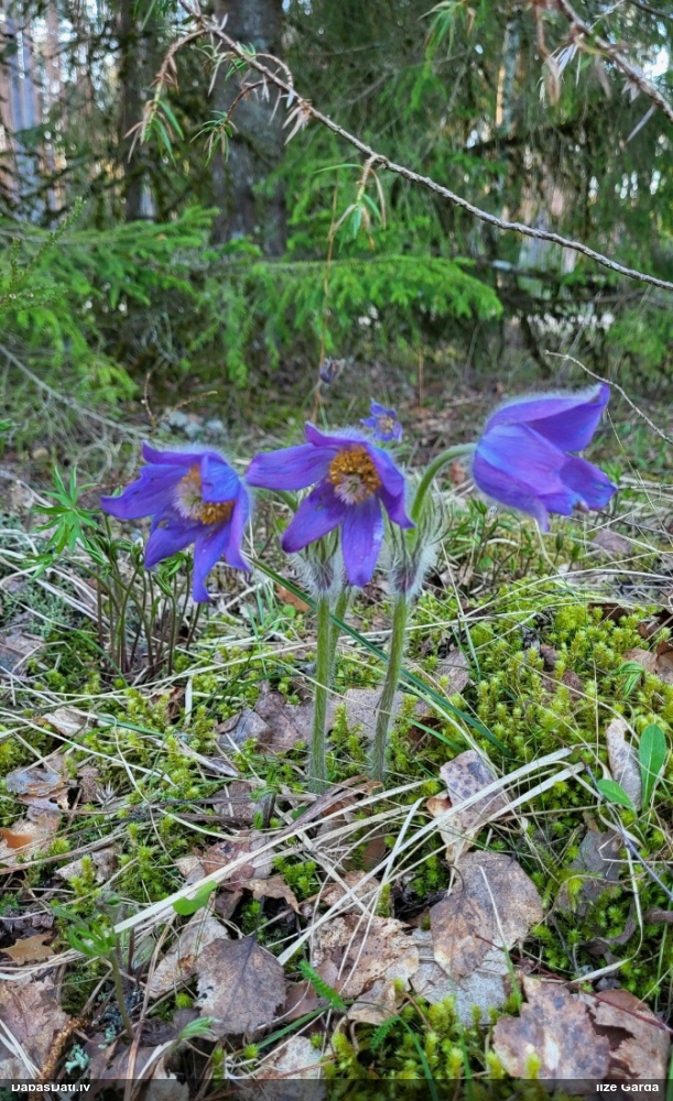прострел раскрытый