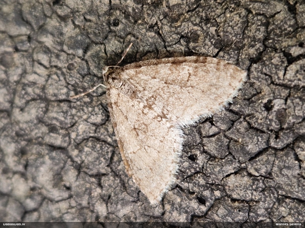 Apšu daivsprīžmetis