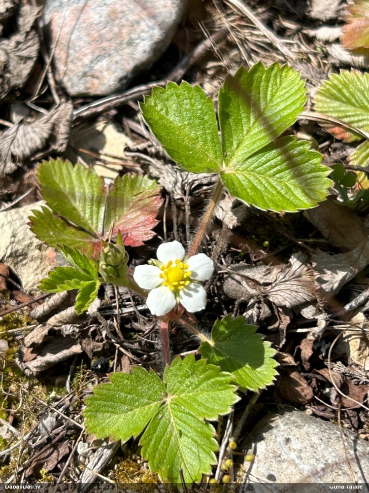 земляника лесная