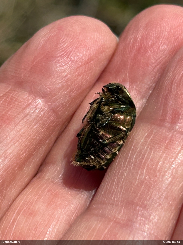 Rožvabole (nenoteikta)