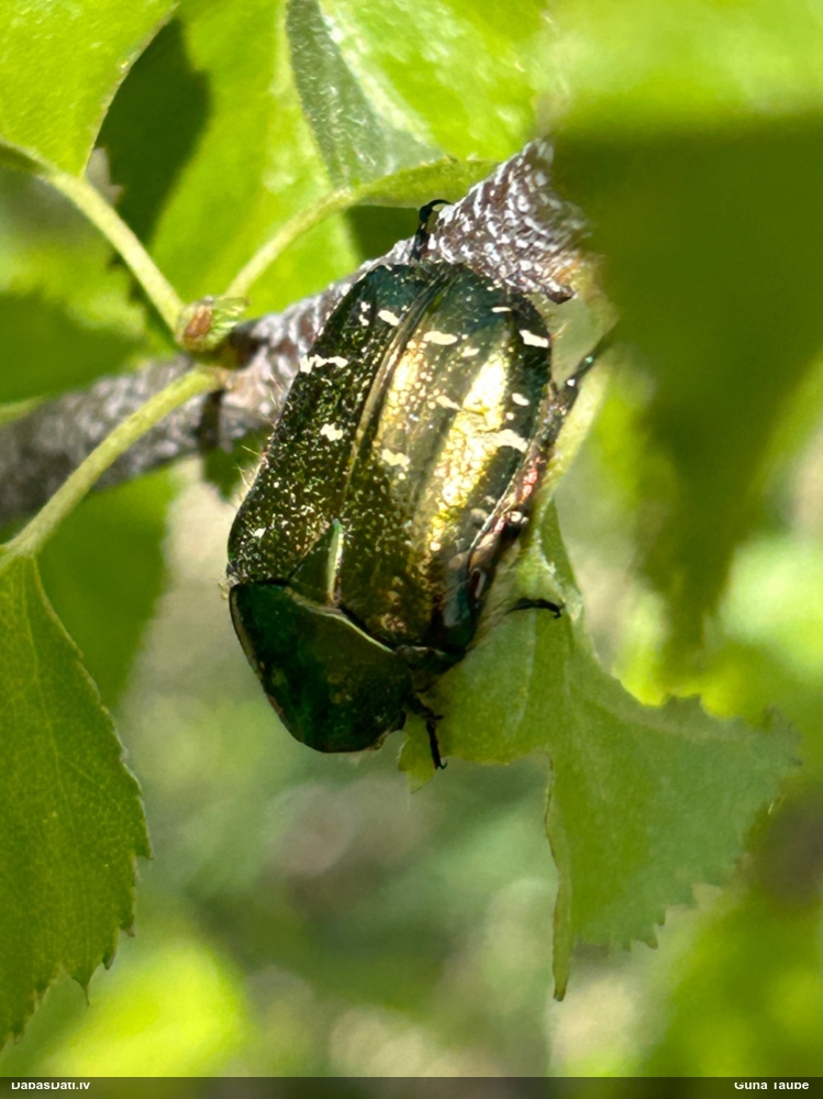 Rožvabole (nenoteikta)