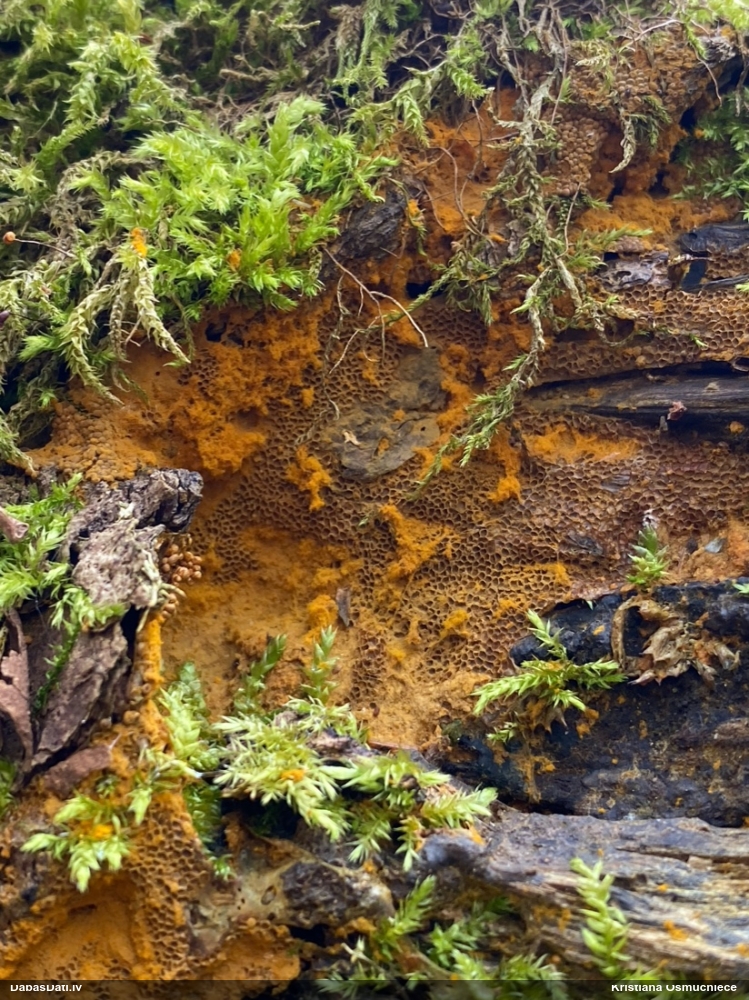 Trihija, hemitrihija (nenoteikta)