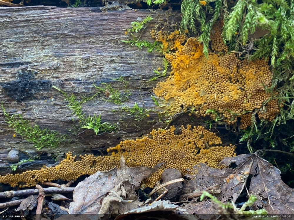 Trihija, hemitrihija (nenoteikta)