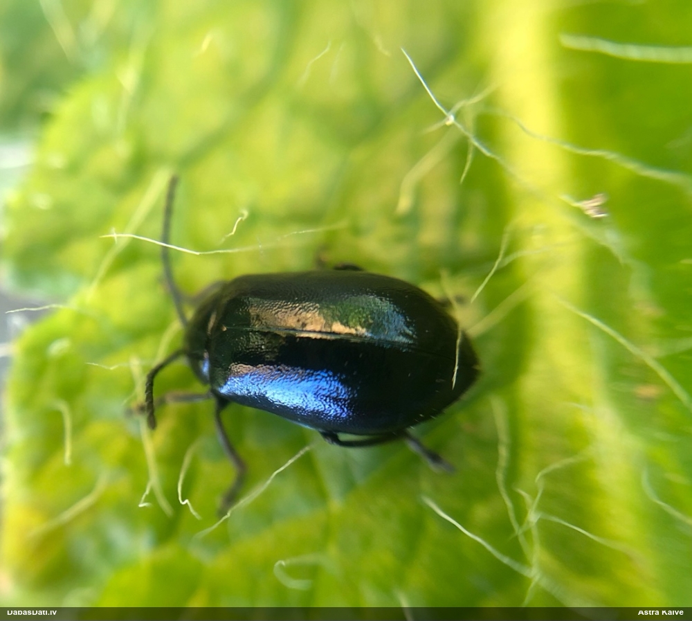 Alkšņu zilais lapgrauzis