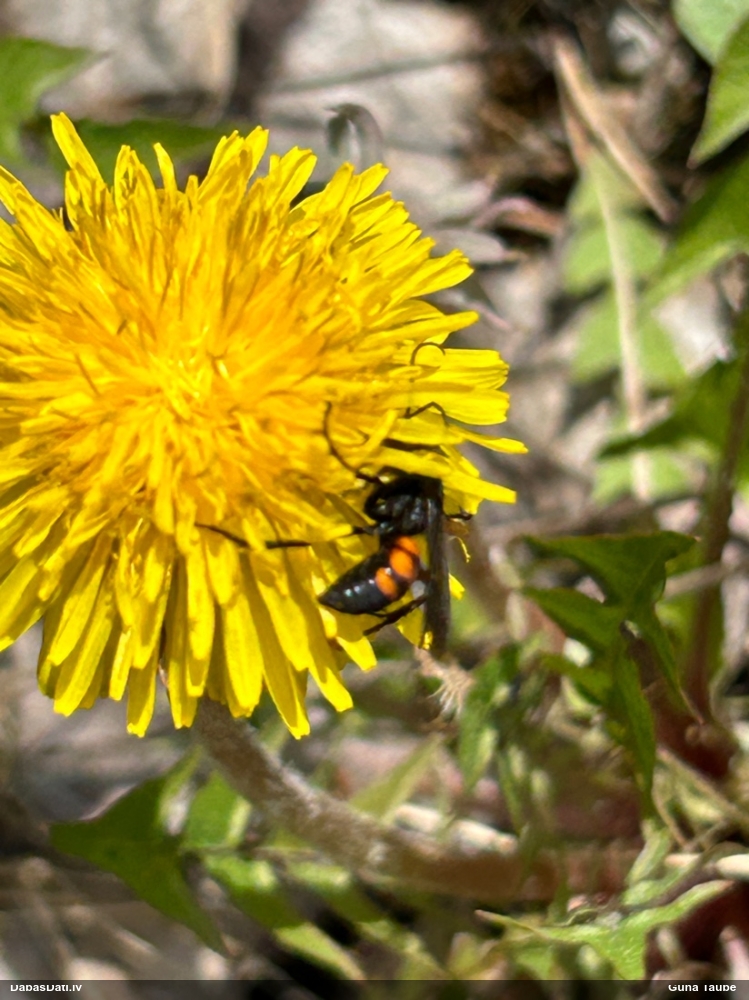 Smilšlapsene Anoplius viaticus