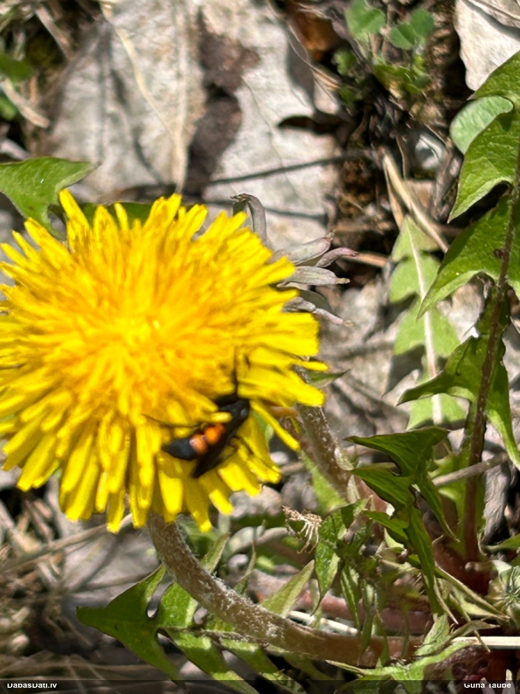 Smilšlapsene Anoplius viaticus