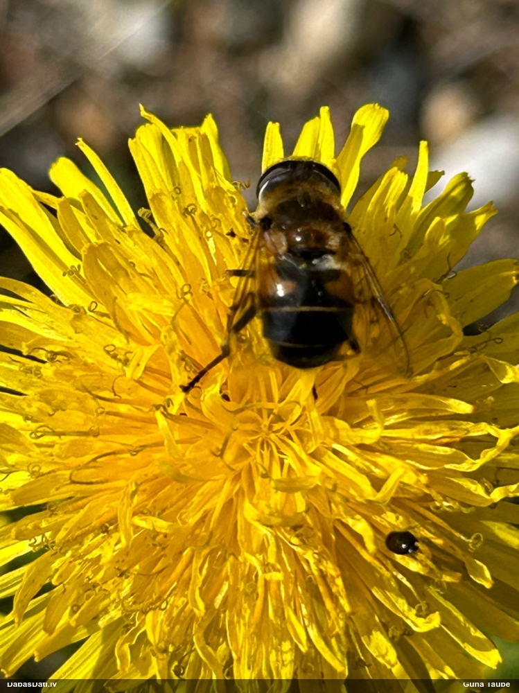 Ziedmuša (nenoteikta)
