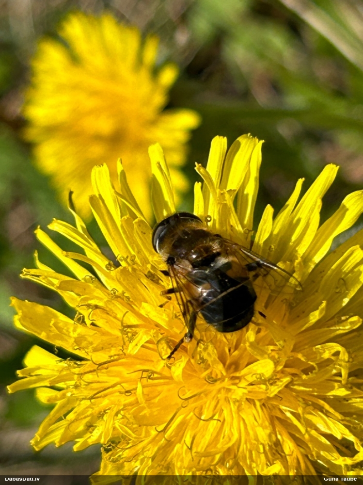 Ziedmuša (nenoteikta)