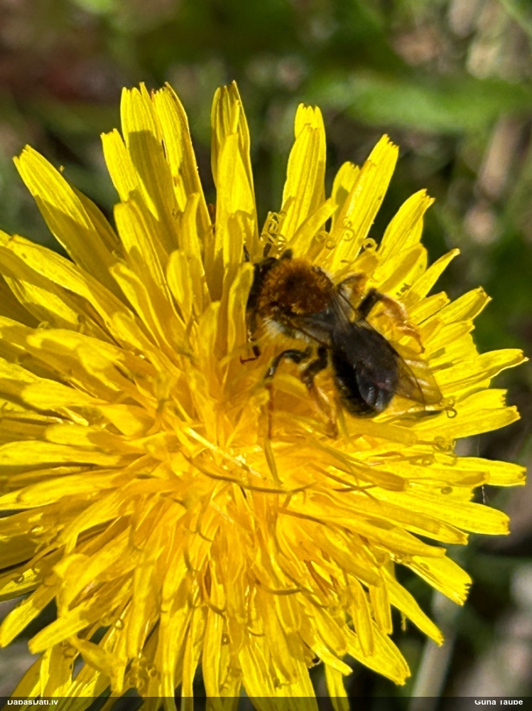 Smilšbite Andrena haemorrhoa