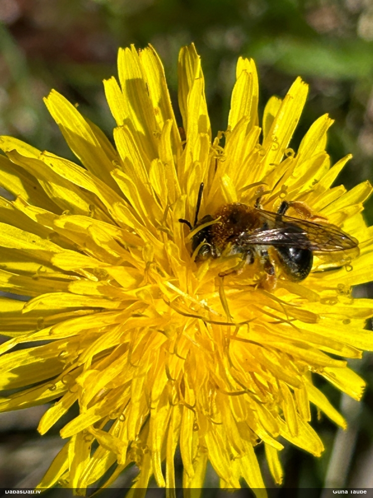 Smilšbite Andrena haemorrhoa