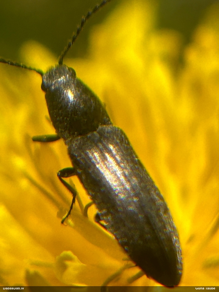 Sprakšķis Cidnopus aeruginosus