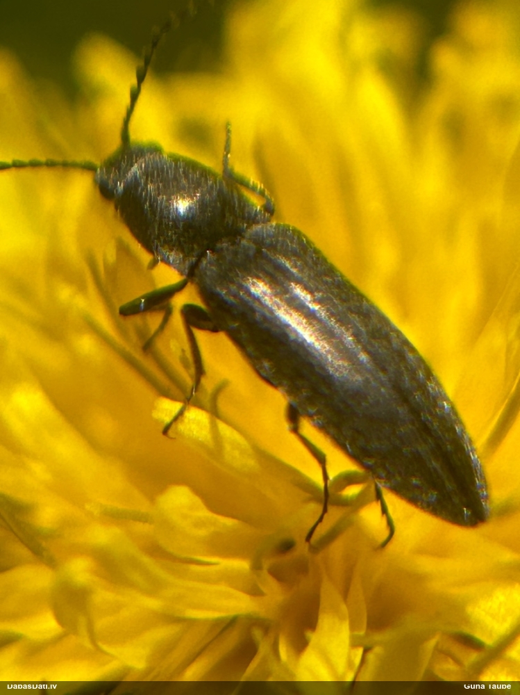 Sprakšķis Cidnopus aeruginosus