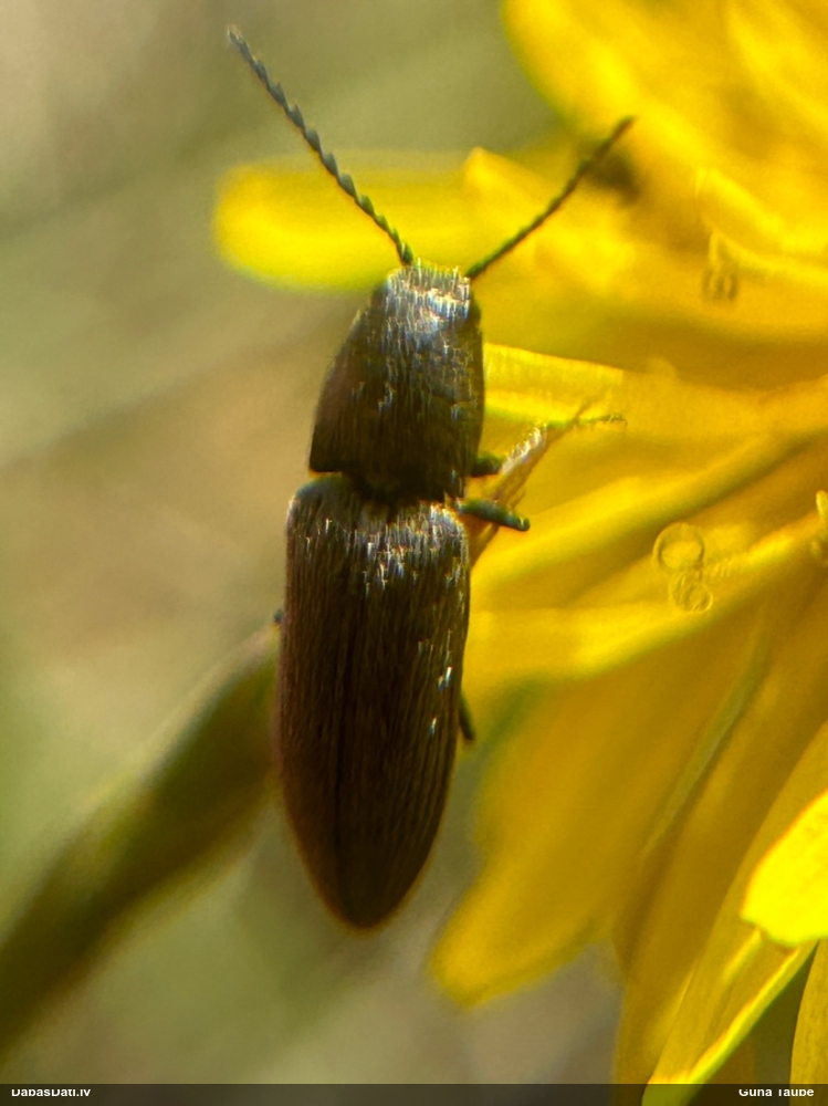 Sprakšķis Cidnopus aeruginosus