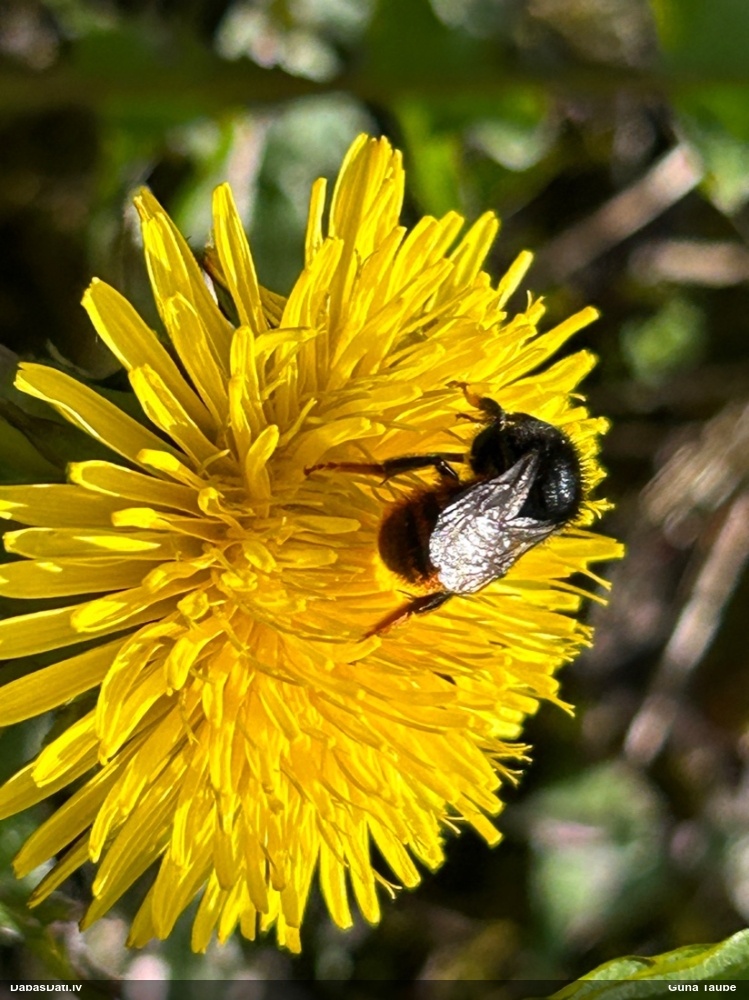 Griezējbite Osmia bicolor