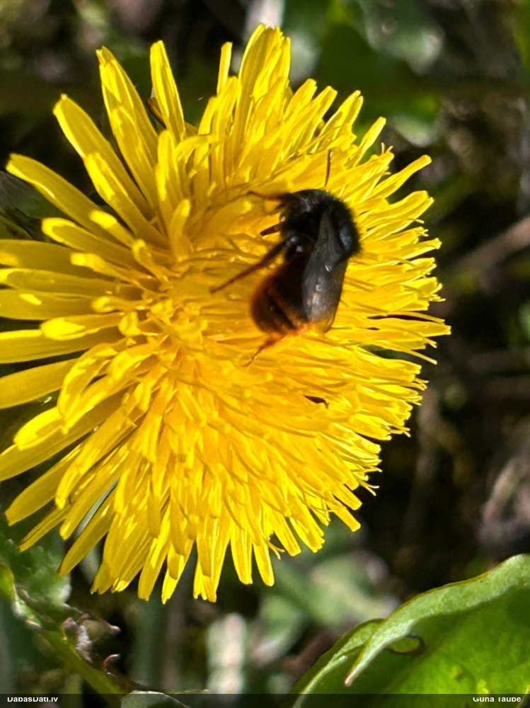 Griezējbite Osmia bicolor