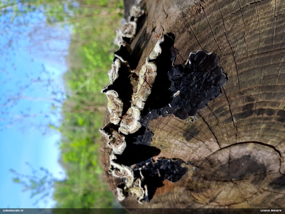 пленчатая аурикулярия