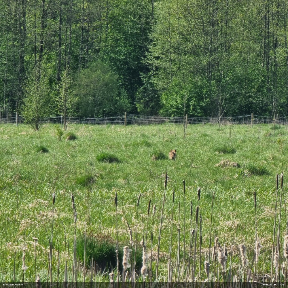 обыкновенная лисица