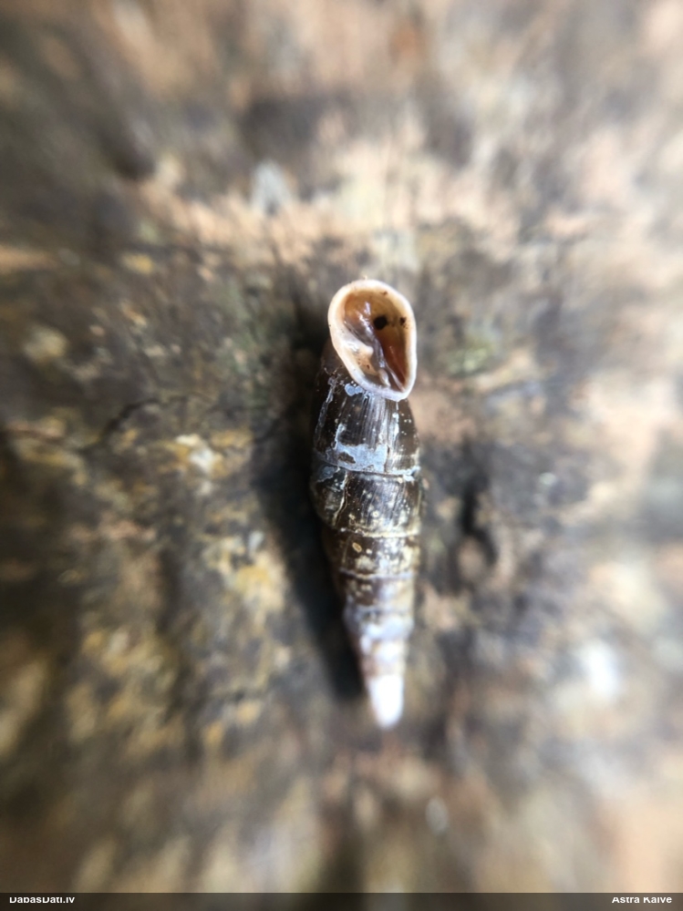 Gludais vārpstiņgliemezis