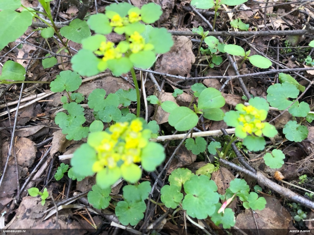 селезеночник обыкновенный