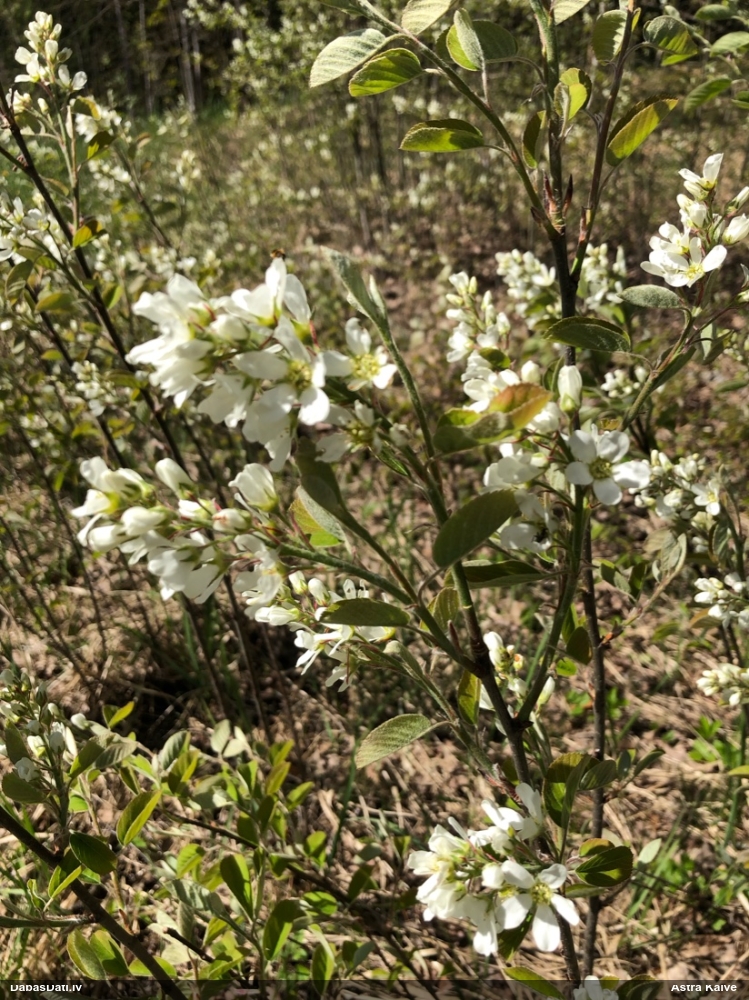 ирга колосистая