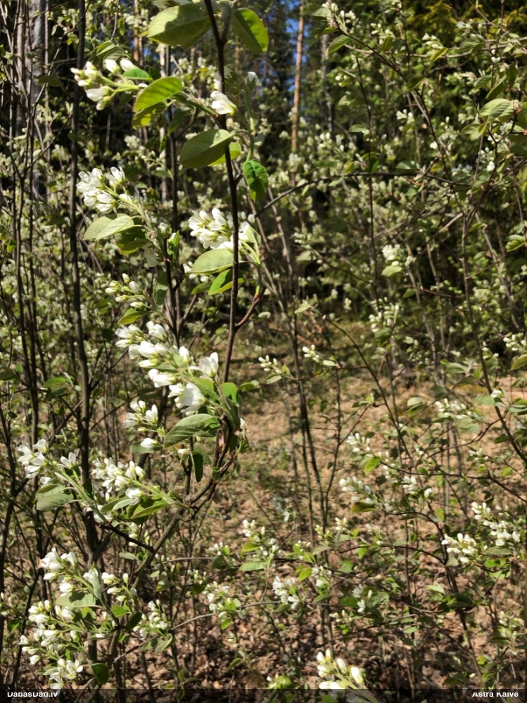 ирга колосистая