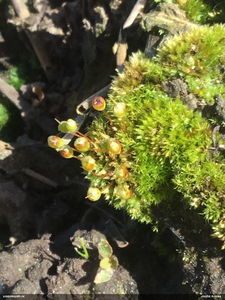 Alksnāja pūšļcepurene