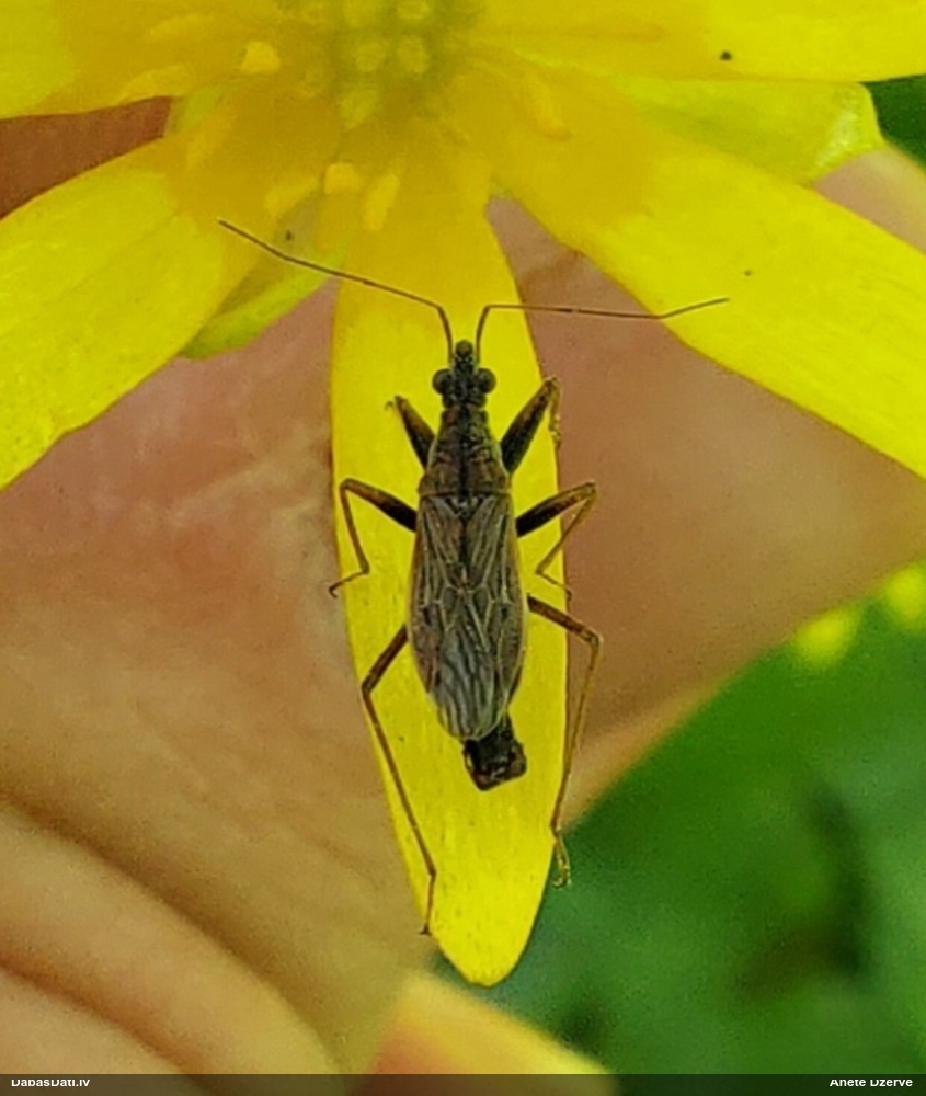 Zālāju laupītājblakts Nabis brevis