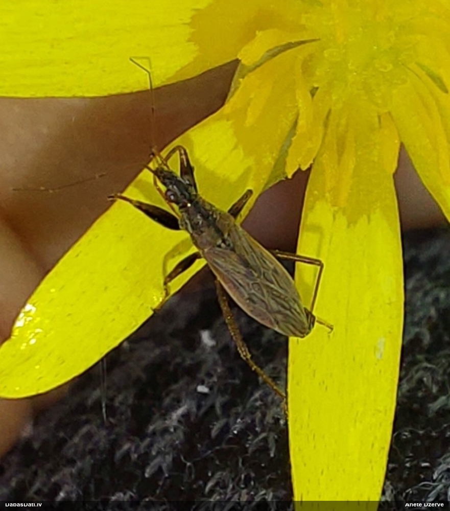 Zālāju laupītājblakts Nabis brevis