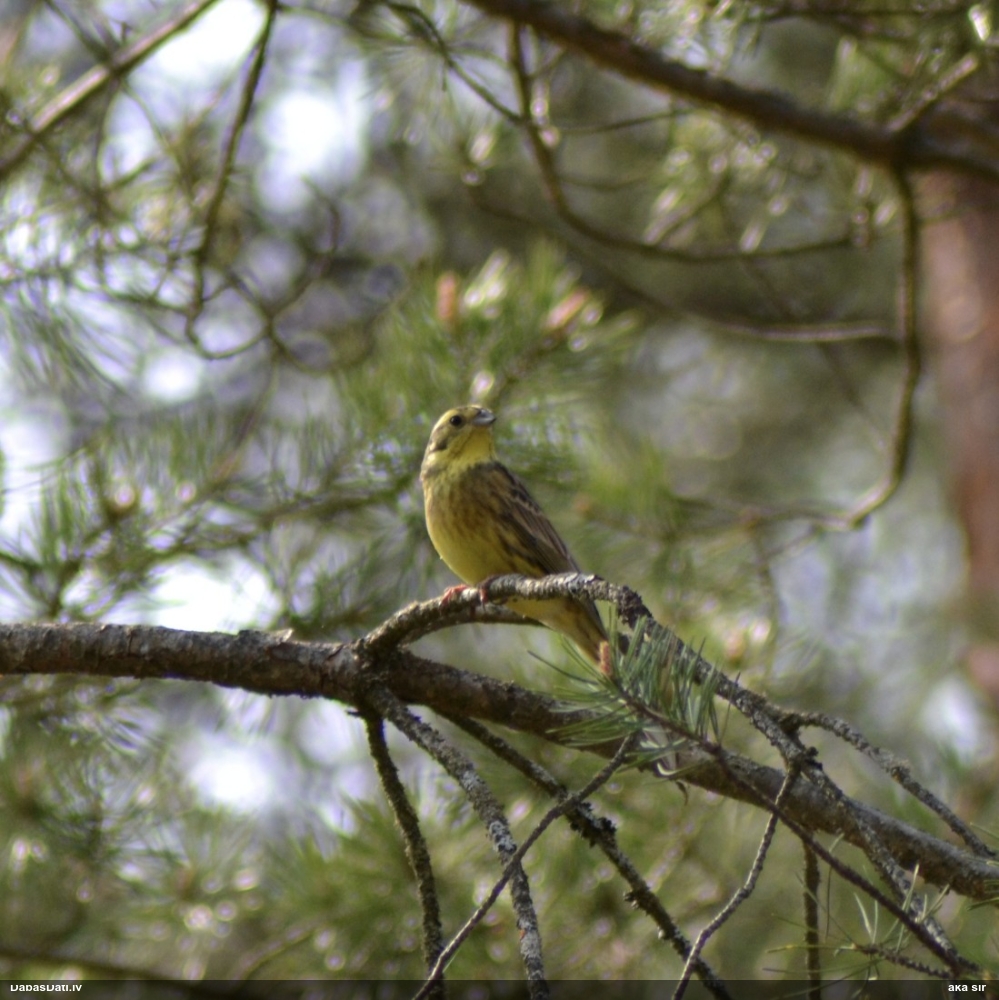обыкновенная овсянка
