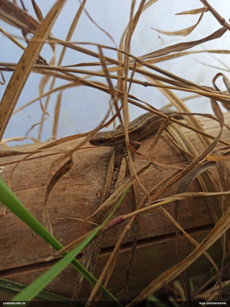 живородящая ящерица