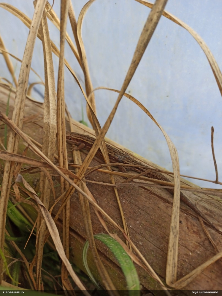 живородящая ящерица