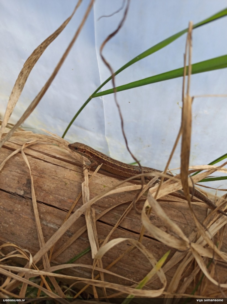 живородящая ящерица