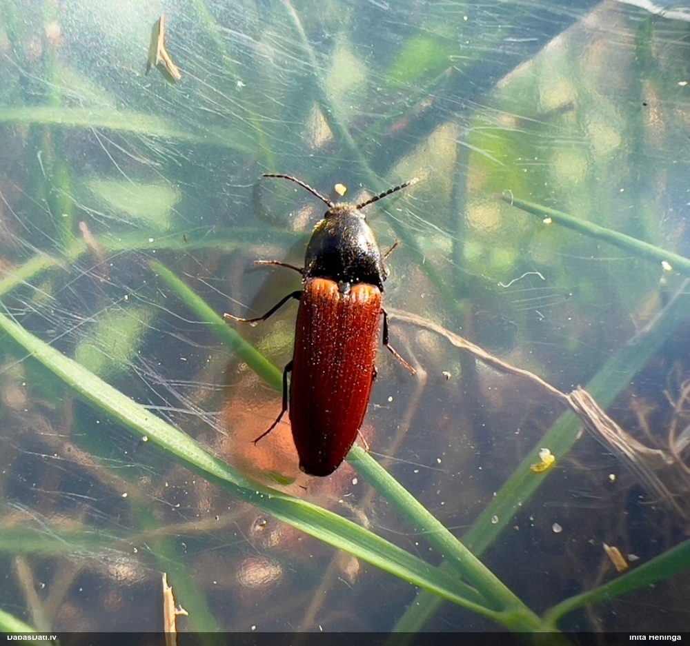 Sprakšķis Ampedus sp.