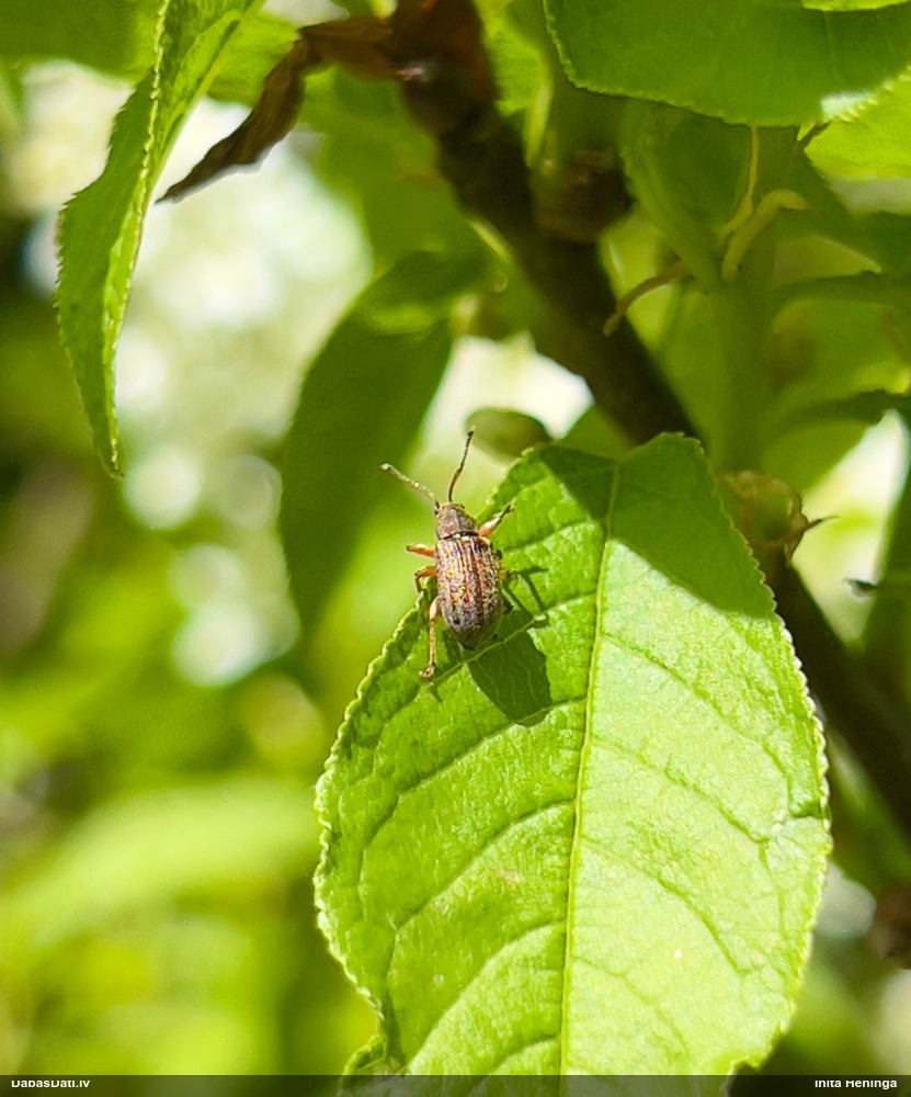 Smecernieks (nenoteikts)