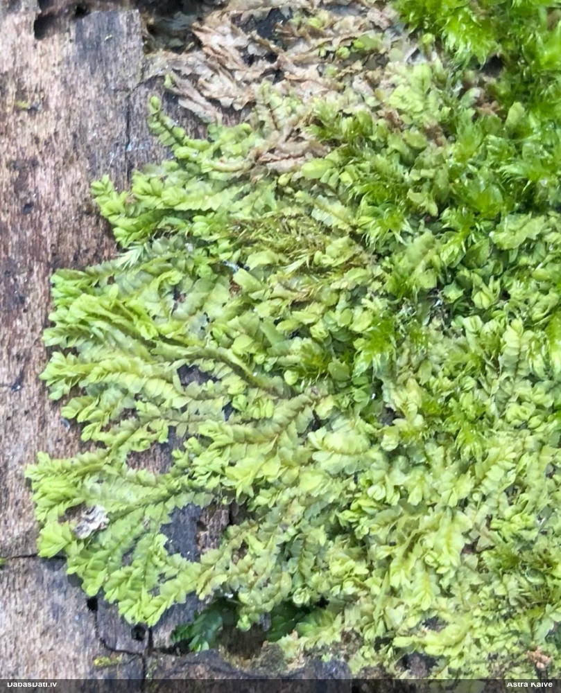 Dažādlapu sekstīte